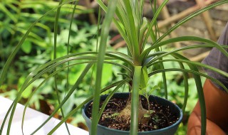 对子兰的养殖方法 养殖君子兰的方法