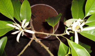 黄果兰的养殖方法 黄果兰的养殖方法视频