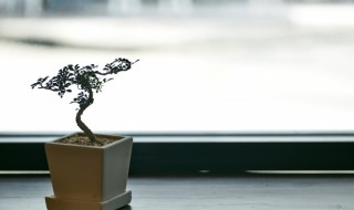 郁金香盆栽养殖方法 郁金香盆栽怎么养殖