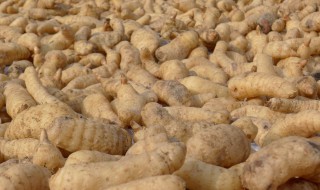 新鲜天麻的制作方法（新鲜天麻的做法大全窍门）