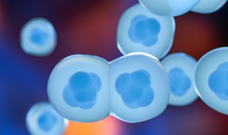 植物细胞模型制作方法（初一简单植物细胞模型制作方法）