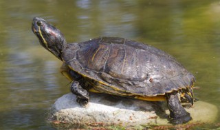 晒龟台制作方法 手工制作晒龟台