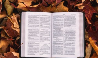 央的组词（央的组词怎么组）