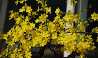 迎春生长速度快不快 迎春生长快吗