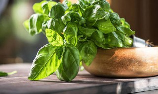 罗勒怎么养才能爆盆（罗勒怎么养才能爆盆）