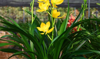 建兰花期怎么养护管理（建兰花期怎么养护管理技术）