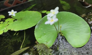 一叶莲怎么繁殖（一叶莲怎么繁殖视频）