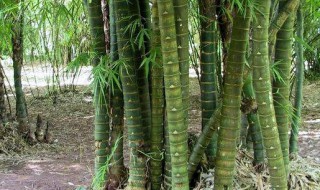 罗汉竹怎么修剪方法（罗汉竹怎么修剪方法视频教程）
