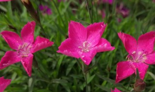 石竹耐寒多少度 蓝灰石竹耐寒多少度