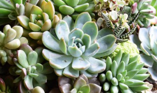 生石花多肉怎么养出状态（生石花多肉怎么养出状态好）