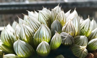 玉露怎么过冬天（玉露冬天怎么过冬）