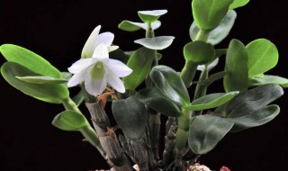 八宝兰怎么修剪方法 八宝兰怎么修剪方法