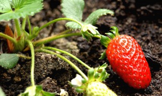 草莓怎么缓苗（草莓怎么缓苗 水果邦）