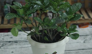 达摩栀子花怎么养及养殖方法 达摩栀子花用什么土