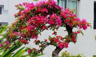 三角梅怎么养成老桩造型 三角梅怎么养成老桩造型的