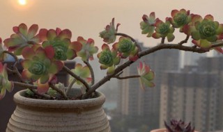 薄化妆多肉怎么养出状态 多肉植物薄化妆怎么养