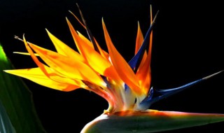 望鹤兰冬天怎么浇水（鹤望兰冬天几天浇一次水）