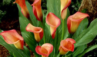 马蹄莲黄叶是怎么回事 马蹄莲叶子发黄怎么办