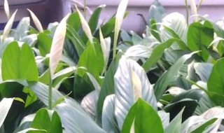 白掌秋天怎么养护 白掌秋天养护方法