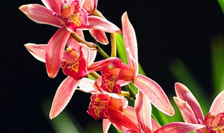 家庭养蝴蝶兰如何防虫（家庭养蝴蝶兰如何防虫子）