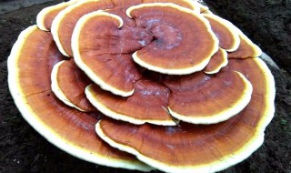 灵芝花怎么养长的好（花卉灵芝怎么养）