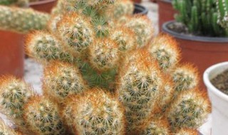 金手指仙人掌怎么养长的好（金手指仙人掌怎么养长的好看）