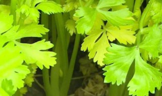 芹菜黄叶是怎么回事 芹菜有黄叶怎么回事