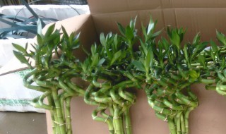 招财竹怎么养才能更旺盛 养护招财竹的流程