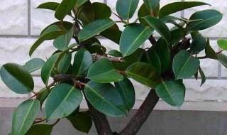 绿橡皮树怎么养殖方法和注意事项 养橡皮树需要注意什么