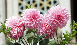 大丽花怎么醒花（大丽花如何醒花）