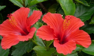 扶桑花冬天怎么养护 扶桑花冬天怎么养护和浇水