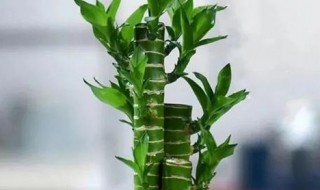 文昌竹怎么养殖方法（文昌竹图片及养殖方法）