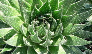 波路怎么养殖出状态（波路可以水养吗）