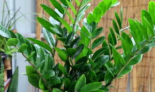 金钱树怎么剪枝 金钱树怎么剪枝何时剪