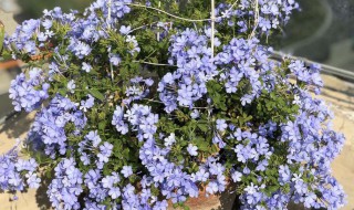 蓝雪花开败后如何修剪复花快 蓝雪花修剪后多久再开花