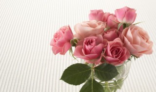 小球玫瑰怎么养成老桩造型（小球玫瑰怎么养成老桩造型图片）