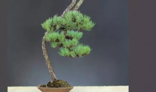 台湾杉盆景怎么养护方法与注意事项 台湾杉的养殖方法和注意事项