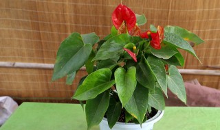 红掌怎么换土（红掌怎么换土,什么时间?）