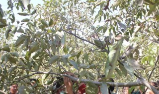 核桃树怎么剪枝 核桃树怎么剪枝什么时候跌