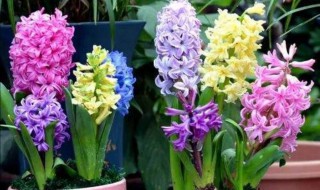 风信子是如何进行水培的（风信子是如何进行水培的过程）