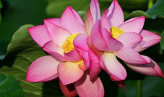 并蹄莲花怎么养护方法 并蹄莲花怎么养好