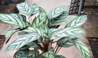 彩叶竹芋怎么水培养殖方法（彩叶竹芋的养殖方法和注意事项）