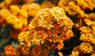 木菊怎么修剪方法 木菊怎样剪枝