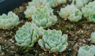 月影多肉怎么养才能出状态 白月影多肉怎么养出状态