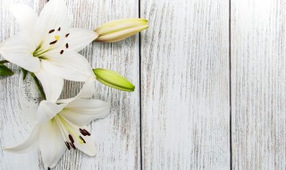 香水百合怎么繁殖方法和注意事项（香水百合的几种繁殖方法）