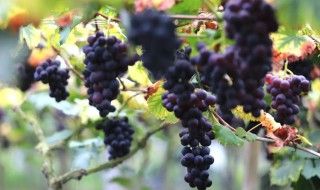 山葡萄怎么剪枝（山葡萄怎么剪枝才多挂果）