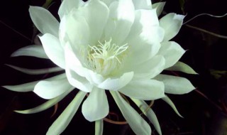 昙花如何养护花苞多 昙花结花苞后要注意什么