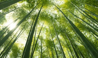 竹子冬天怎么养护 竹子冬季养护注意事项