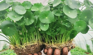 铜钱草如何浇水叶子越长越大 铜钱草浇什么水长得旺