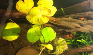 红荷根能养多久（红荷根能养多久不开花）